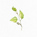 Birkenblaetter_Illustration
