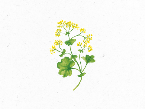 Frauenmantel_Illustration