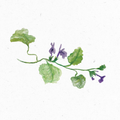 Gundelrebe_Illustration