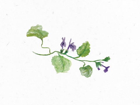 Gundelrebe_Illustration