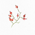 Hagebutte_Illustration