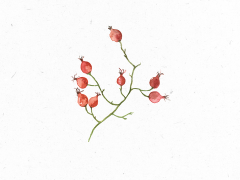 Hagebutte_Illustration