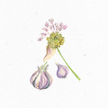Knoblauch_Illustration