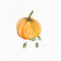 Kuerbiskerne_Illustration