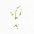 Labkraut_Illustration