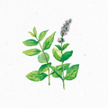 Melisse_Illustration