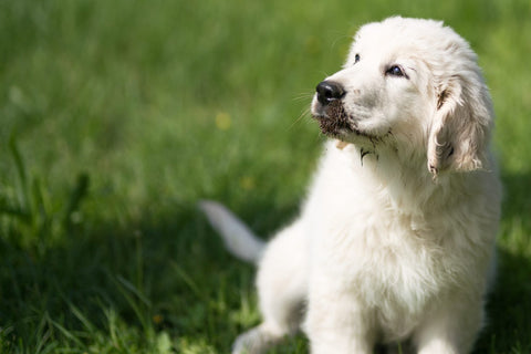 Die Anwendung von Tiermoor für Hunde